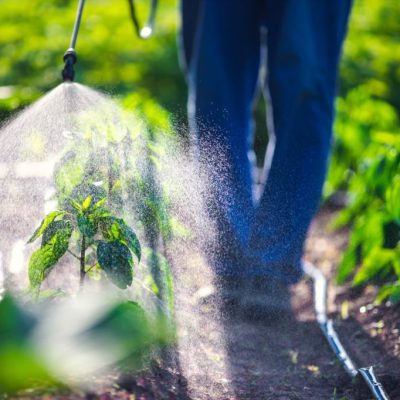Farmer spraying vegetable green plants in the garden with herbicides, pesticides or insecticides.